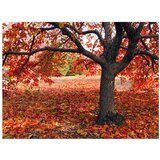  Tapeta - Tree in fall 300x231 | shoptok.hr