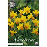  Cvjetne lukovice Narcisa Botanical Jetfire (Žuta, Botanički opis: Narcissus) | shoptok.hr