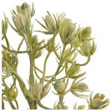 Ixia Umetna vejica (višina 55 cm) – | Shoptok.si