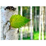  Tapeta - Birch leaf 300x231 | shoptok.hr