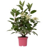 Plant in a Box hortenzija - hydrangea paniculata 'early harry' - višina 25-40cm - ⌀19cm, (21757795) | Shoptok.si
