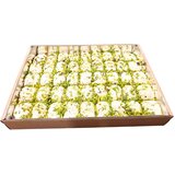  Halva sa pistaćima, 100g Cene