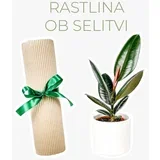 rastlina ob selitvi (ficus elastica ‘abidjan’)