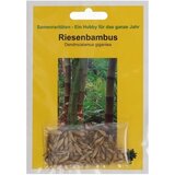 TROPICA Ogromen bambus | Shoptok.si