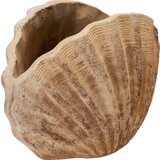 Shell vaza v obliki školjke - 1 k. Cene