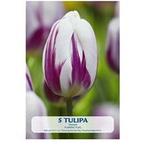  Cvjetne lukovice Tulip Triumph Flaming Flag Purple/White (Bijela, Botanički opis: Tulipa) cijene