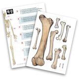 BUKI Skelet 104308 | ePonuda.com
