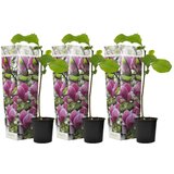 Plant in a Box magnolija - 3 kos - magnolia 'susan' - višina 25-40cm - ⌀9cm, (21757601) Cene
