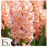 Plant in a Box Hijacint - 15 kos - Hyacinthus 'Gipsy Queen' - Cvetne čebulice - Oranžna, (21755693) Cene