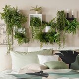 Modern Living Okrasna Rastlina Farn Ii | Shoptok.si
