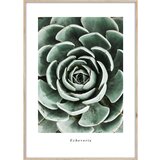 Styler Plakat v okvirju 50x70 cm Echeveria - Styler Cene