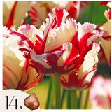Plant in a Box Tulipani čebulice - 14 kos - Tulipa 'Estella Rijnveld' - Cvetne čebulice - Rdeča, (21755603) | Shoptok.si