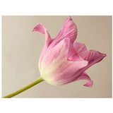  Tapeta - Pink tulip 250x193 | shoptok.hr
