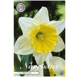  Cvjetne lukovice Narcisa large cupped Ice Follies (Bijela, Botanički opis: Narcissus) Cijene