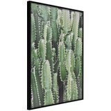  Poster - Cactus Plantation 40x60 Cijene