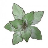  Blossom, novogodišnji cvet, mint, 23cm | ePonuda.com