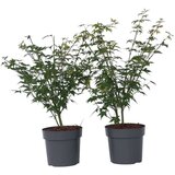 Plant in a Box japonski javor - 2 kos - acer 'little princess' - višina 45-55cm - ⌀19cm, (21757598) Cene