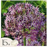 Plant in a Box Luk - 15 kos - Allium 'Christophii' - Cvetne čebulice - Vijolična, (21755630) | Shoptok.si