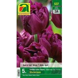 AUSTROSAAT Polni tulipani "Showcase" Cene