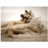  Tapeta - Beach and shell 250x193 | shoptok.hr