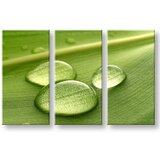  Slike na platnu biljke (moderne slike na platnu) | ePonuda.com