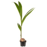 Rasadnik Topalović cocos Nucifera 19/130 | ePonuda.com