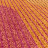 Asiatic Carpets Žuti /narančasti tepih 120x170 cm Muse Orange Retro – | shoptok.hr