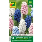 Muscari "Color Festival Blend"