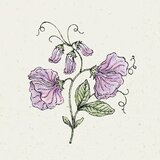Jora Dahl Lathyrus Odortatus "Elegance Lavender" - dišeči grahor | Shoptok.si