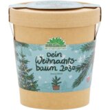  Božično drevo iz lončka - 1 k. | Shoptok.si