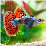 Akvarijum Centar red dumbo mosaic guppy | ePonuda.com