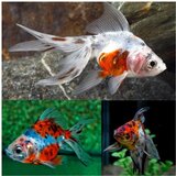 Akvarijum Centar goldfish fantail calico | ePonuda.com