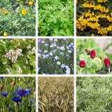 Sativa Bio mešanica semen “Florina” | Shoptok.si