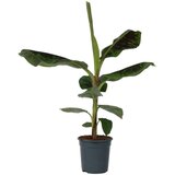 Plant in a Box bananovec - musa 'dwarf cavendish' - višina 90-100cm - ⌀21cm, (21758129) Cene