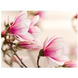  Tapeta - Branch of magnolia tree 200x154 | shoptok.hr