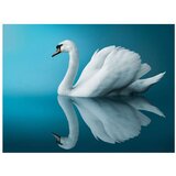  Tapeta - swan - reflection 350x270 | shoptok.hr