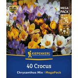 KIEPENKERL Mega pakiranje botaničnih žafranov "Chrysanthus Mix" - 40 k. Cene