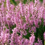 Rasadnik Topalović calluna | ePonuda.com