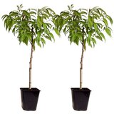 Plant in a Box breskev - 2 kos - prunus persica 'saturne' - višina 60-70cm - ⌀15cm, (21757574) Cene
