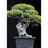 TROPICA Kitajski brest Cene