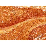 Germaine de Capuccini Cinnamon & Ginger Scrub | shoptok.hr