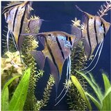 Akvarijum Centar Peruvian altum | ePonuda.com