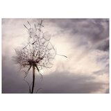  Samoljepljiva foto tapeta - Gentle Wind 98x70 | shoptok.hr