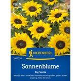 KIEPENKERL Sončnica "Big Smile". - 1 pkt. Cene