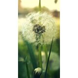  Fototapete + lepilo za tapete - cveće FTKV051V137 (popust) | shoptok.hr
