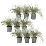 Plant in a Box sinjezelena bilnica - 9 kos - festuca glauca 'elijah blue' - V10-15cm - ⌀9cm, (21757527) Cene