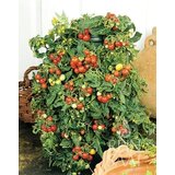 ReinSaat Češnjev paradižnik “Bajaja” | Shoptok.si