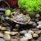 Generic Enhance your outdoor space with charming mini turtle ornaments: Resin tabletop eco-wonder paired with delightful succulent accents and mini landscaping, (21065465) Cene