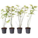 Plant in a Box japonski javor - 4 kos - acer palmatum 'orange dream' - višina 25-40cm - ø10,5cm, (21757313) Cene