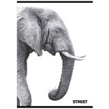 STREET Zvezek A4 Safari, črte z robom, 54 listov, sortirano, 1 kos | Shoptok.si